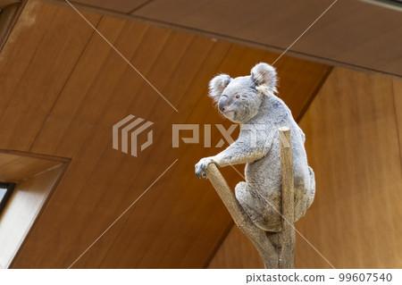 A koala climbing a tree A koala climbing a tree 99607540