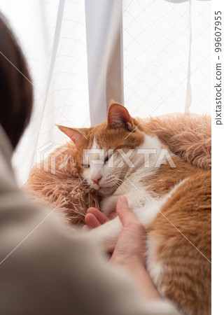 Stroking a cat, brown tabby white Stroking a cat, brown tabby white 99607955