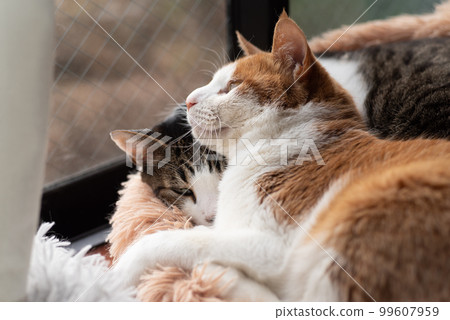 兩隻貓在窗邊放鬆 兩隻貓在窗邊放鬆 99607959