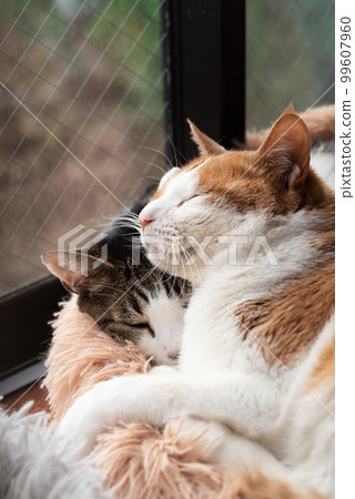 兩隻貓在窗邊放鬆 99607960