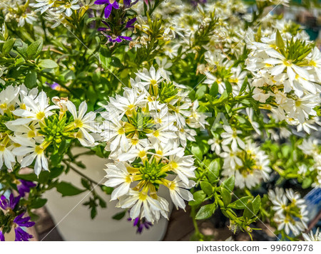 Early summer sunshine and white Scaevola flowers Early summer sunshine and white Scaevola flowers 99607978
