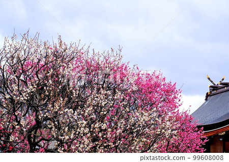 Sone Tenmangu Ume Sone Tenmangu Ume 99608008