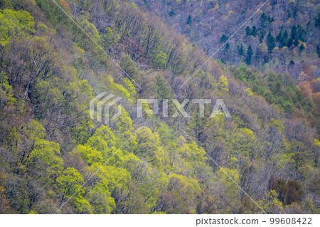 Fresh green of Mt. Hakkenzan, Sapporo (viewed from Koganeyu Sakura Forest)_8125 99608422