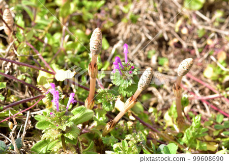馬尾 Horsetail 早春意象 春景 春田 99608690