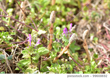 Horsetail Horsetail Image of early spring Spring landscape Spring field 99608692