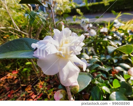 山茶花白花 山茶花白花 99608890