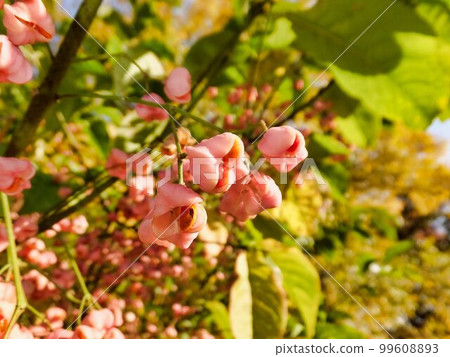 Mayumi fruit Mayumi fruit 99608893