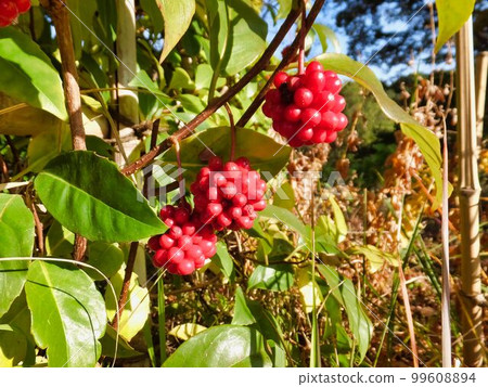Red fruit of Sunnegra 99608894