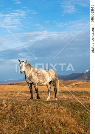 White horse on the background of a mountain peak. Beautiful horses in an autumn meadow poses against the background of a white snow-covered mountain. Vertical view. White horse on the background of a mountain peak. Beautiful horses in an autumn meadow poses against the background of a white snow-covered mountain. Vertical view. 99608945
