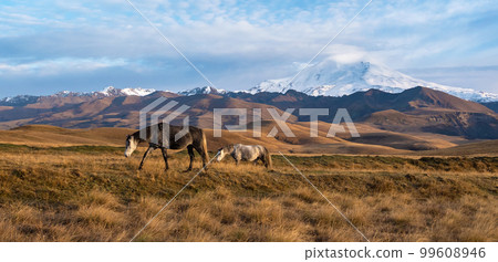 Two wild white and brown horses go on the mountain pasture. Beautiful horses in an autumn meadow poses against the background of a white snow-covered Elbrus mountain. Wide panoramic view. Two wild white and brown horses go on the mountain pasture. Beautiful horses in an autumn meadow poses against the background of a white snow-covered Elbrus mountain. Wide panoramic view. 99608946