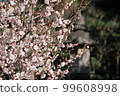 茅崎高砂綠梅 99608998