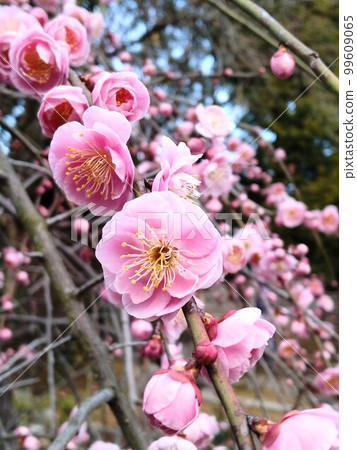 神社盛開的梅花 神社盛開的梅花 99609065