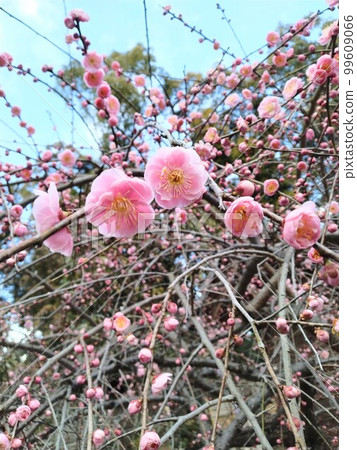 神社盛開的梅花 神社盛開的梅花 99609066