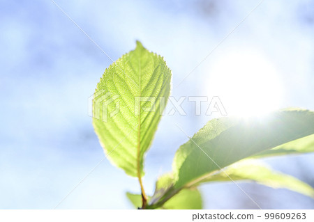 新鮮的綠葉閃閃發光 99609263