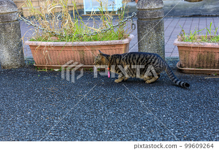 一隻貓擔心附近有一群麻雀 99609264