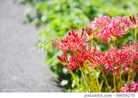 美麗的紅孤挺花老鏡頭 99609270