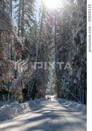 Snowed-in Forest Road in Yosemite 99609316