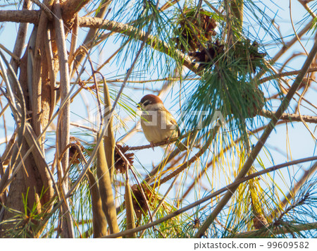 松枝上的麻雀 99609582