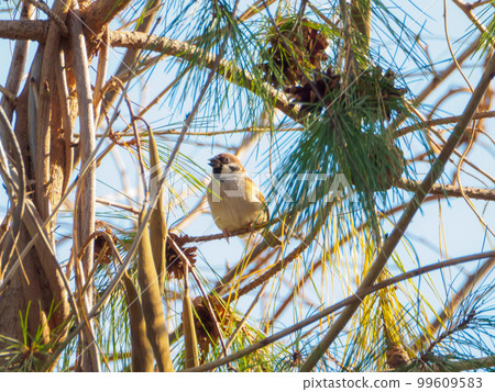 A sparrow singing in a pine tree A sparrow singing in a pine tree 99609583
