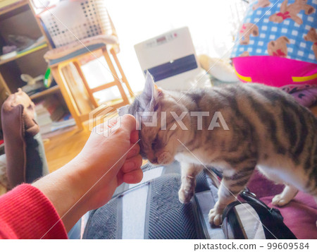 cat head butt 99609584