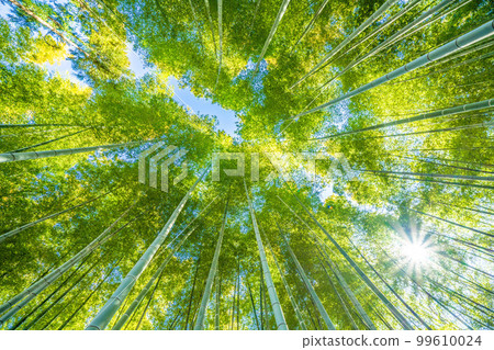 Cityscape of Yokohama in Japan Fresh green and eco. Beautiful green bamboo grove Cityscape of Yokohama in Japan Fresh green and eco. Beautiful green bamboo grove 99610024