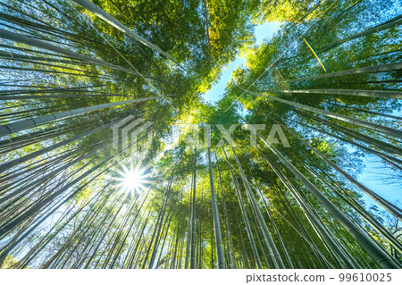 Cityscape of Yokohama in Japan Fresh green and eco. Beautiful green bamboo grove Cityscape of Yokohama in Japan Fresh green and eco. Beautiful green bamboo grove 99610025
