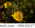 fukujusou 99610227