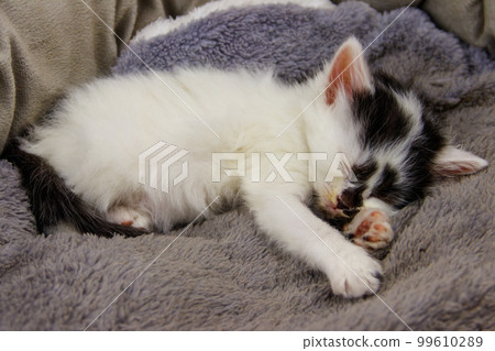Cute little kitten sleeping in a grey cat bed 99610289