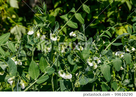 Blooming green pea plants in the vegetable garden 99610290