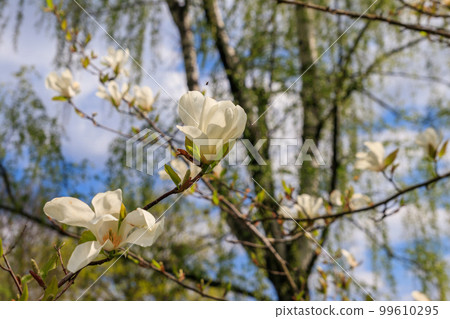 White flowers of Kobushi magnolia (Magnolia kobus) in a garden 99610295