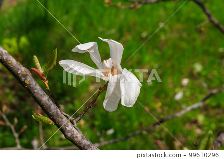 White flowers of Kobushi magnolia (Magnolia kobus) in a garden 99610296