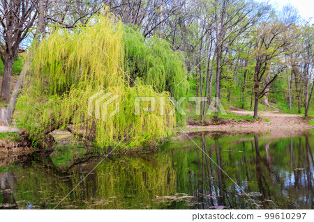 Weeping willow tree or Babylon willow (Salix Babylonica) on a shore of lake 99610297