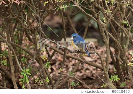 寒冷季節在城市公園看到的一隻藍鳥 寒冷季節在城市公園看到的一隻藍鳥 99610463