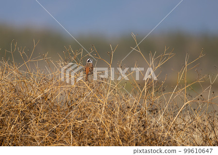 A farmland in winter, a bunting that perches on a branch and sings 05 A farmland in winter, a bunting that perches on a branch and sings 05 99610647