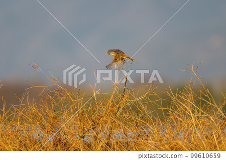 Farmland in winter, popping out Hoaaka02 99610659