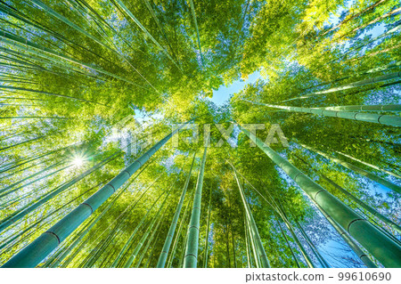 Cityscape of Yokohama in Japan Fresh green and eco. Beautiful green bamboo grove 99610690