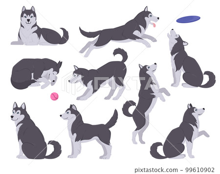 Cartoon husky dog. Happy domestic husky puppy, playing, sleeping and eating huskies flat vector illustration set. Husky animal characters Cartoon husky dog. Happy domestic husky puppy, playing, sleeping and eating huskies flat vector illustration set. Husky animal characters 99610902