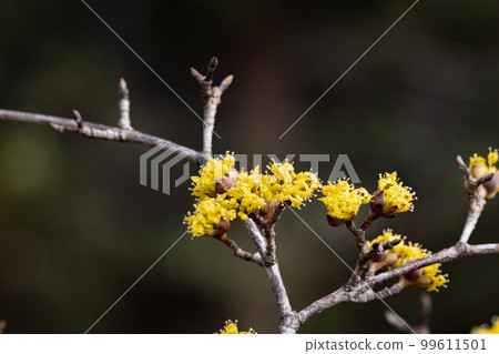 Flowering of Japanese cornelianus (Sansuyu) Scientific name: Cornus officinalis Photographed in February in Japan Flowering of Japanese cornelianus (Sansuyu) Scientific name: Cornus officinalis Photographed in February in Japan 99611501