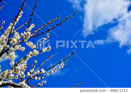 Sakushima's splendid scenery that we want to leave for future generations 99611731