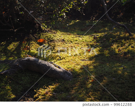 Moss 99612288