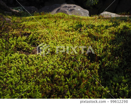 Moss Moss 99612298