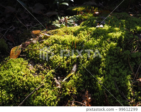Moss Moss 99612299