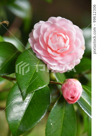 《冬花茶花》 99612306