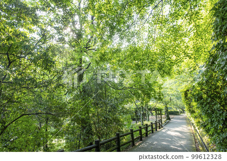 公園路新綠季（打吹公園） 99612328