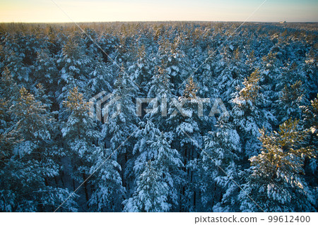 Aerial view of frosty white winter pine forests and birch groves covered with hoarfrost and snow. Drone photo of high trees in mountains at winter time. Idyllic landscape 99612400