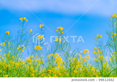 [Early summer material] Blue sky and rape blossoms [Nagano] 99612882