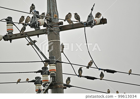 Starlings and sparrows gathering on electric wires Starlings and sparrows gathering on electric wires 99613034