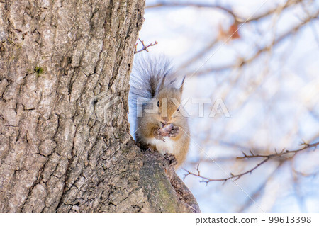 [Animal material] Wild Japanese squirrel [Nagano Prefecture] 99613398