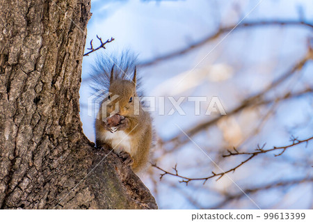 [Animal material] Wild Japanese squirrel [Nagano Prefecture] 99613399