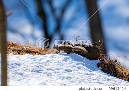 [動物材料]野生日本松鼠[長野縣] 99613424